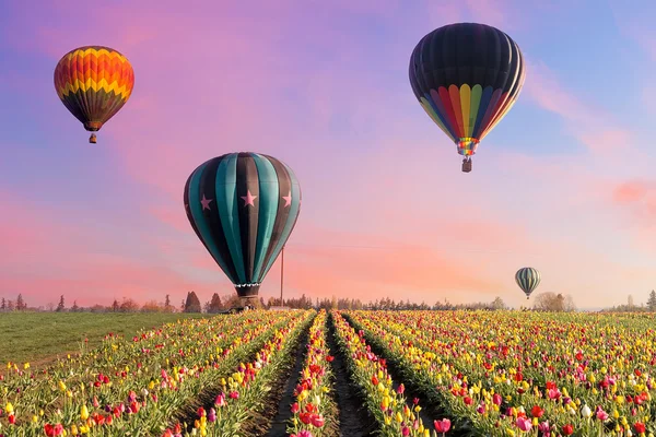 Sıcak hava balonları Tulip alanlarındaki — Stok fotoğraf