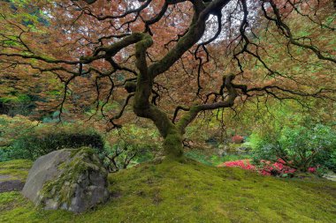 Japon aple ağacı altında