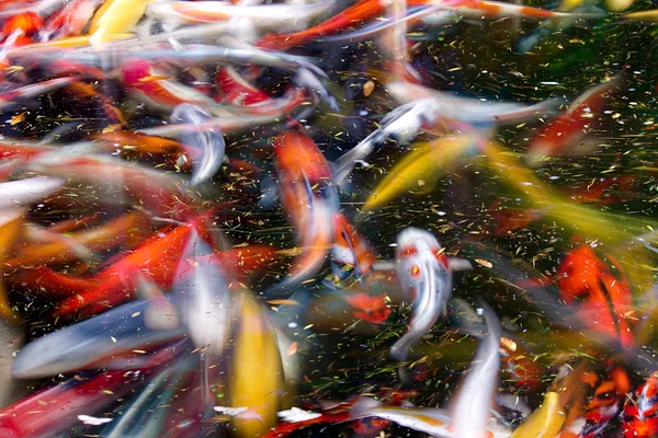 Абстрактный рыбный пруд — стоковое фото