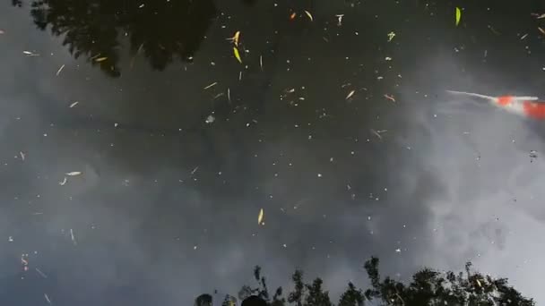 Película de alta definición 1080p de peces koi coloridos nadando en el estanque en el jardín japonés 1920x1080 — Vídeo de stock