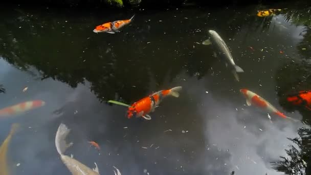 高清晰度 1080p 电影的多彩锦鲤鱼在 1920 x 1080 的日式花园的池塘里游泳 — 图库视频影像