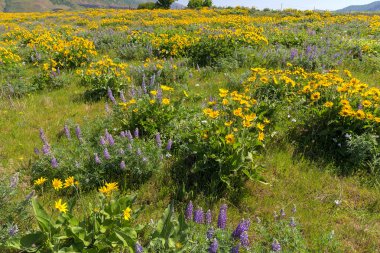 Columbia River Gorge, kır çiçekleri alan