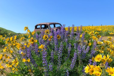 Abandoned Old Truck Among Wildflowers in Spring clipart
