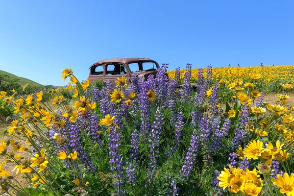 Opuštěný starý vůz mezi květy na jaře — Stock fotografie