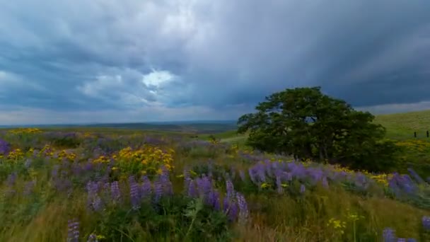 黄色 balsamroot と紫ルピナス ワイルドフラワー ワシントン コロンビア ヒルズ州立公園で、風に雲の時間経過の日春シーズン 4 k — ストック動画