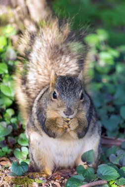 Kentsel sincap yemek