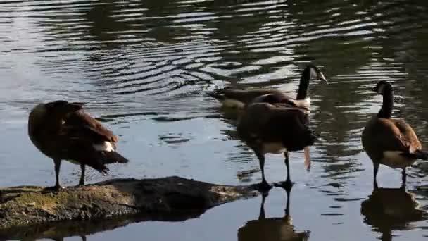 High definition movie of four Canada geese preening themselves and swimming in a pond 1920x1080 hd — Stock Video