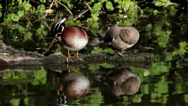 Filme de alta definição de um par de patos de madeira preening-se e descansando em um log em uma lagoa com reflexão de água em Crystal Spring Rhododendron Garden 1080p — Vídeo de Stock