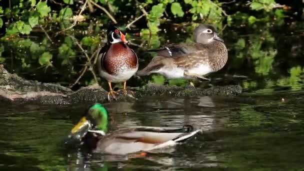 High definition film van een paar van hout eenden preening zelf en rusten op een log, terwijl sommige mallards door in een vijver met water reflectie 1080p zwemmen — Stockvideo