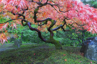 Eski Akça ağaç Japonca Garden