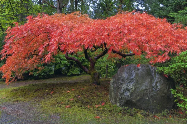 Árbol de arce japonés por roca en otoño —  Fotos de Stock