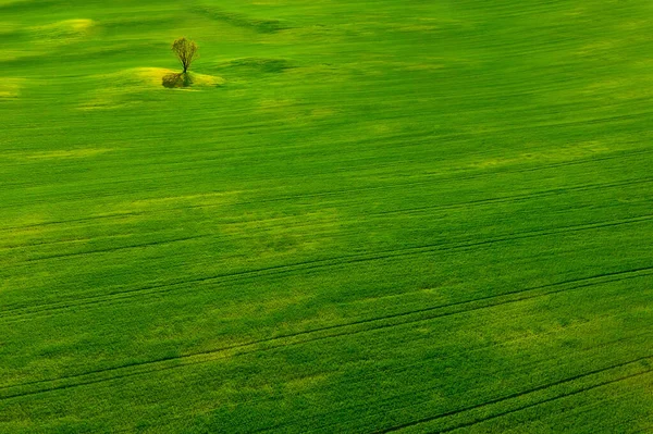 Concepto Ecología Limpia Árbol Solitario Hermoso Campo Verde —  Fotos de Stock
