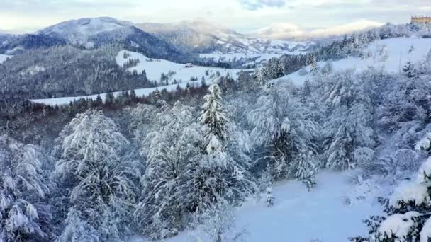 山の中で信じられないほどの冬の風景 雪の後の雪の中の木 — ストック動画