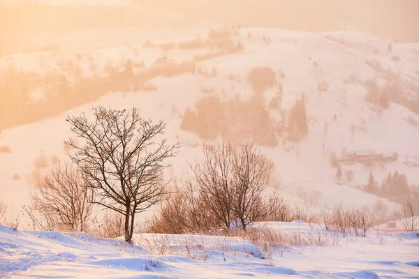 Krásný Strom Pozadí Hory Jemný Růžový Úsvit Zimě Sníh Horách — Stock fotografie