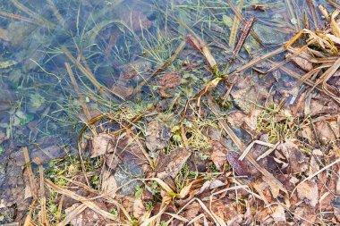 Güzel donmuş toprak ve su. Çimenler buz tutmuş.