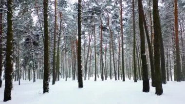 Çam ormanında kış. Güzel karlı orman