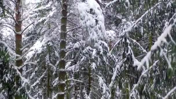 Hermoso Bosque Abeto Nieve Bosque Invierno Bajo Nieve Mucha Nieve — Vídeo de stock