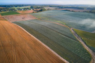Gün doğumunda genç çiftlik arazileri. Şehir dışındaki kırsal yaşam
