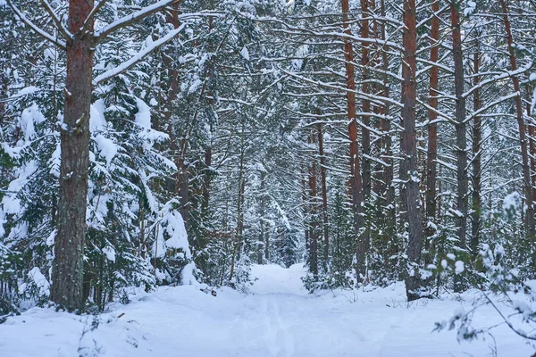 中央に道がある鬱蒼とした雪の森の冬の風景 — ストック写真