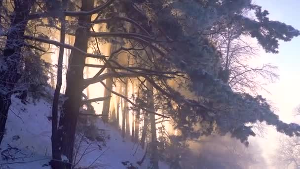 Geweldige Zonsopgang Een Mistig Bos Zon Schijnt Met Stralen Door — Stockvideo