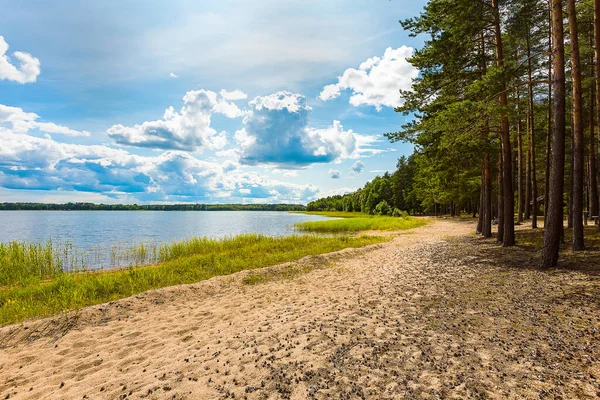 Paisagem Verão Com Lago Fundo Uma Floresta Pinheiros Praia Areia Imagens Royalty-Free