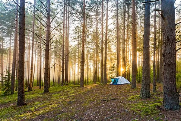 Een Prachtig Toeristisch Schot Tent Het Bos Tijdens Zonsopgang Mist Stockfoto