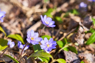 İlk kar damlaları dünyadan güneşe doğru yol alır.