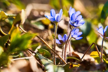 Bu seneki ilk kar damlası. İlkbaharda toprak ve çimlerin arka planında orman çiçekleri