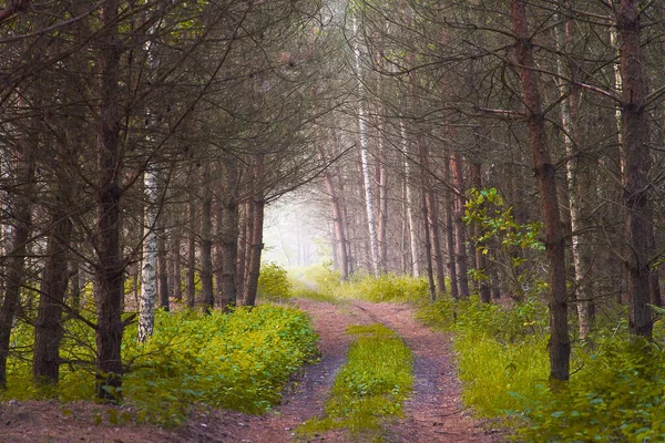 霧の中を孤独な森の道が進む — ストック写真