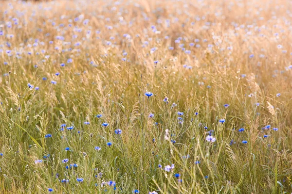 Ett Stort Ljust Mättat Fält Ängsblommor Majsblommor Naturlig Natur Selektiv — Stockfoto