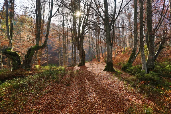 素晴らしい秋の森 太陽が木を通して森を照らす 倒れた葉は森の中のすべての土地を覆う — ストック写真