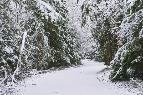 美しい森の中を雪に覆われた道の風 — ストック写真