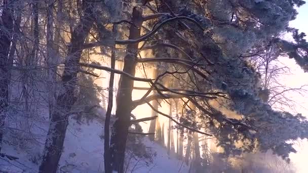 Winter Forest Fog Dawn Sun Rays Pass Snowy Branches — Stock Video