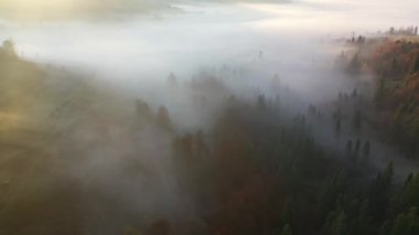 Yoğun siste şafak vakti dağlarda. Avrupa dağlarının güzel ve kaliteli manzarası