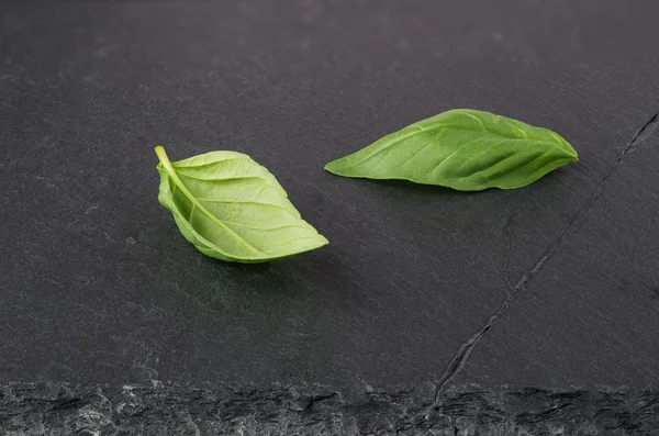 Two fresh green basil leaves — Stock Photo, Image