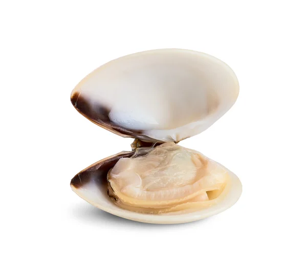 Fresh opened clam — Stock Photo, Image
