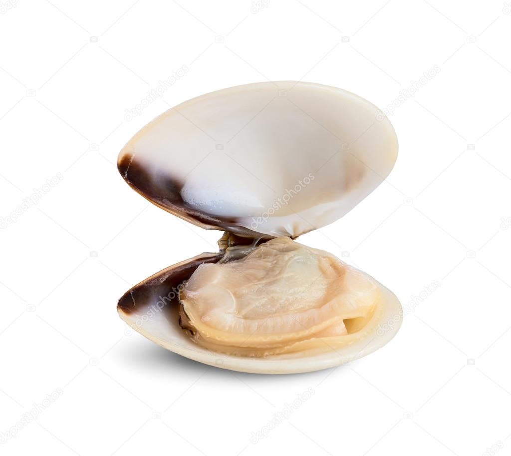 Fresh opened clam