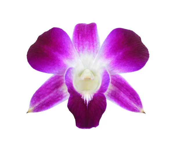 Głęboko purpurowa orchidea — Zdjęcie stockowe