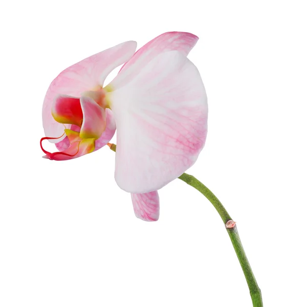 Orquídea rosa con rayas — Foto de Stock