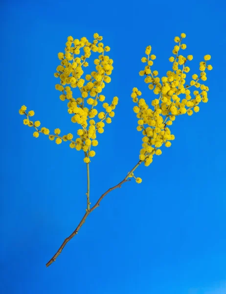 Australian flowers Acacia — Stock Photo, Image