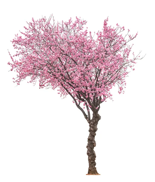Sacura rosa árvore — Fotografia de Stock