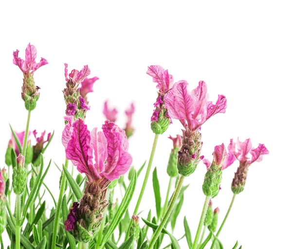Lavendel blomma — Stockfoto