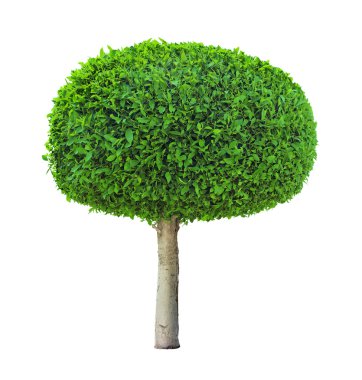 Beyaz arkaplanda ağaç