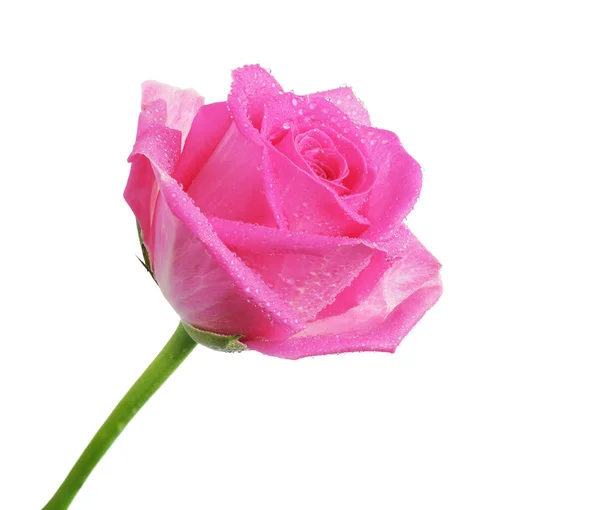 Hermosa flor de rosa — Foto de Stock