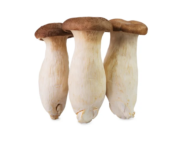 Funghi — Foto Stock