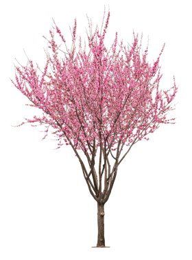 pink sacura tree clipart