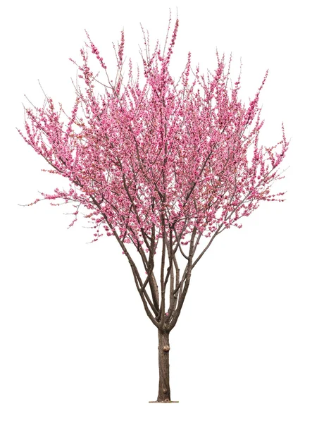 Ροζ sacura δέντρο — Φωτογραφία Αρχείου