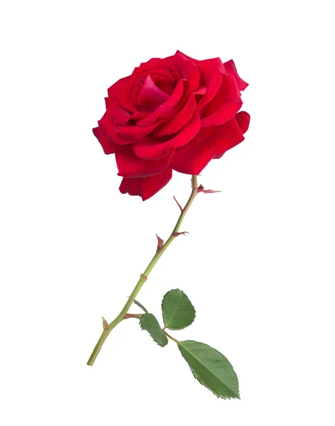 Red Rose Flower — Stock Photo, Image
