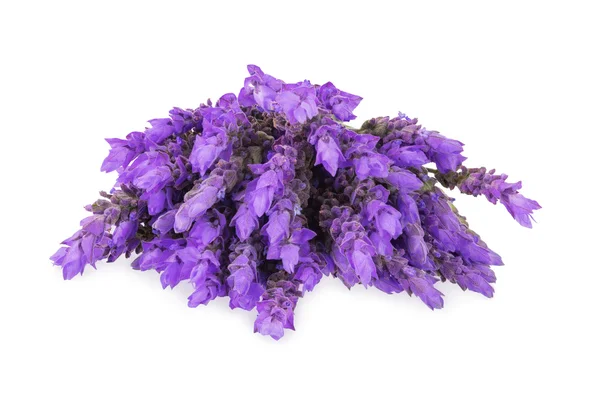 Pacote de lavanda — Fotografia de Stock