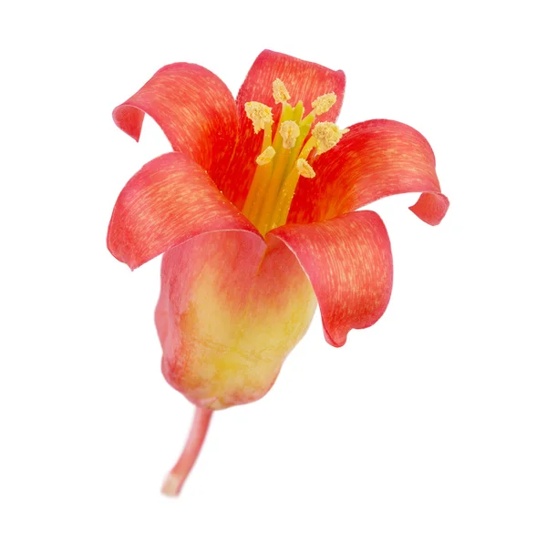 Flor de planta suculenta — Fotografia de Stock